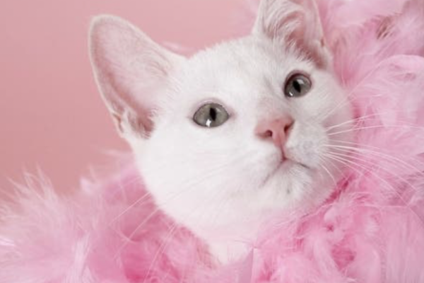 A cat in-spirit told Libby she approved of the urn her human bought for her and, in fact, would love to have in decorated with things like pink feather boas. So cool!