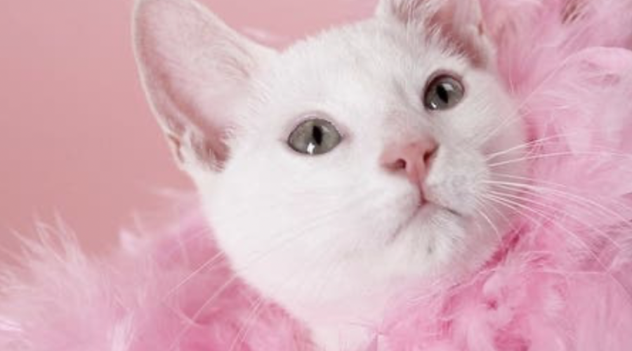 A cat in-spirit told Libby she approved of the urn her human bought for her and, in fact, would love to have in decorated with things like pink feather boas. So cool!